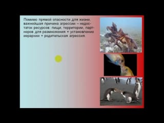 Дубынин вячеслав мозг и агрессия (борьба за существование и ресурсы)