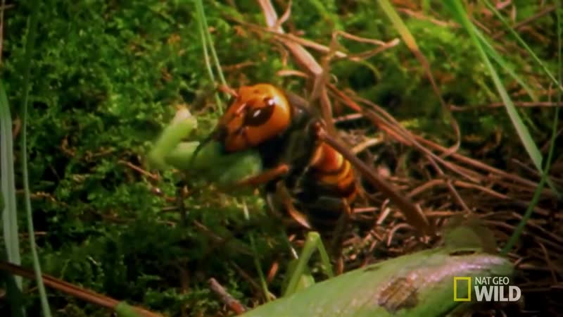 Porn hornets /шершни убийцы