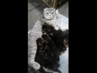 Моня и ее котятки