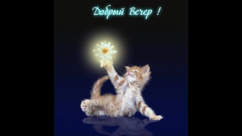 Тунги чат)))