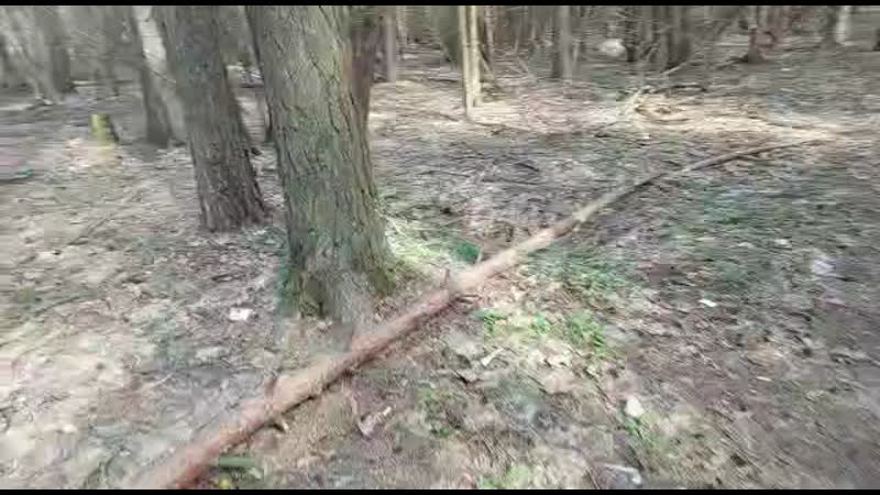 Субботник в булонском лесу