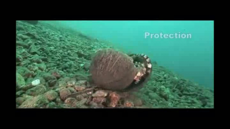 Кокосовая защита осьминога #porn