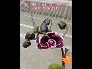 Phal miki black pearl 'db1592' мс