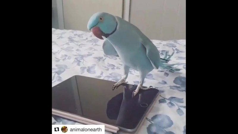 Theellenshow video 1521818961938 mp4