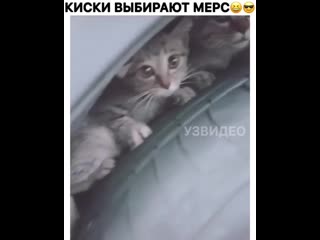 Раньше мощность была в лошадинных силах, теперь в кошачьих🐱😂