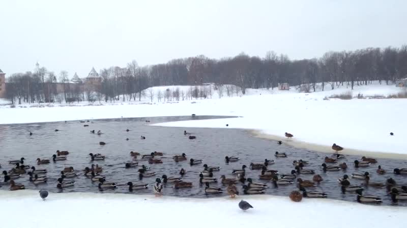 Новгородские утки