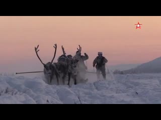 В отдельной арктической мотострелковой бригаде северного флота сформировали питомник ездовых молодые