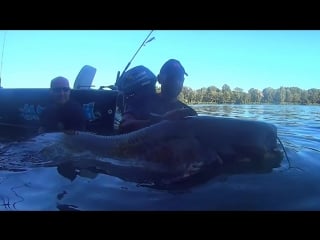 Incredible huge catfish 8,5 feet 250 lbs
