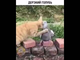 Борцуха братуха