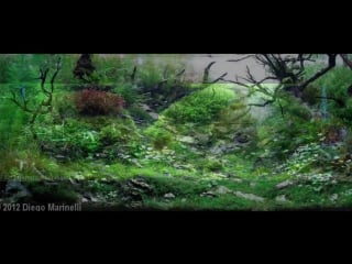 Underwater landscapes iaplc contest 2015 january