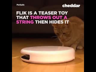 Keep your cat entertained 😺