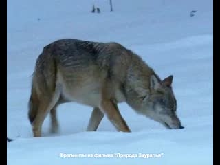 Заповедное зауралье ролик