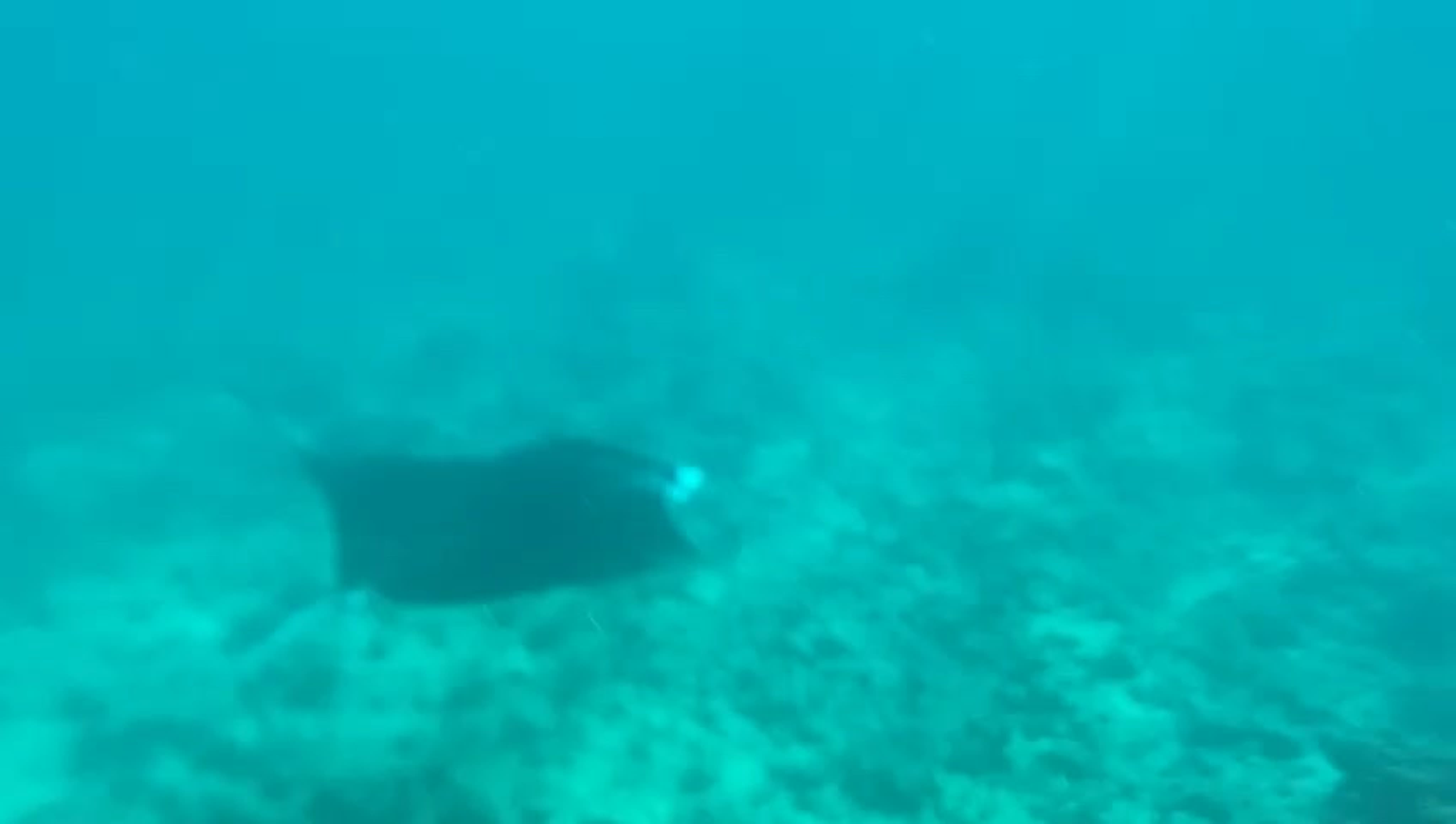 Swimming with manta rays 2 - BEST XXX TUBE