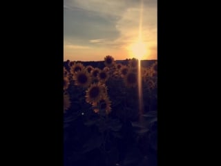 Sunflowers in minnesota