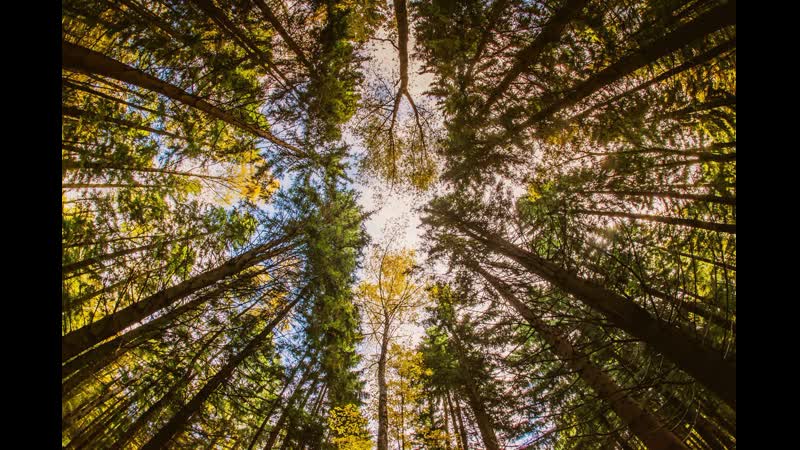 Ойся ты ойся казаки фланкироа | russian cossacks flanking saber
