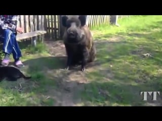 Wild boar дикий кабан свиня дика вепрь свинья pig wildschwein