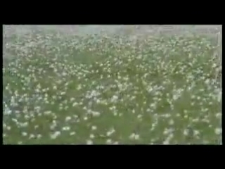 Sigur ros se lestsigur ros milo & otis ( b side se lest )