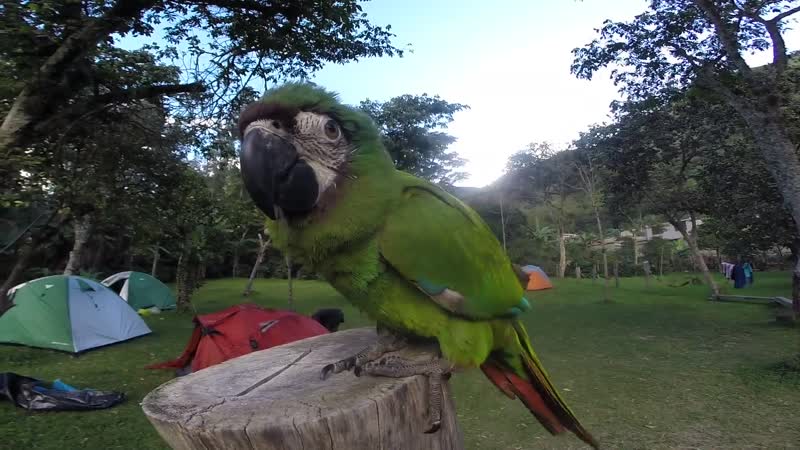 Parrot on trekking to machu picchu