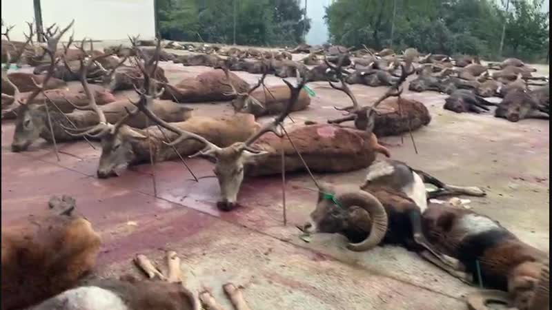 Славная была охота 2