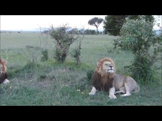 Notch coalition of big male lions masai