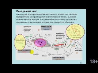 Курс в дубынина «мозг и потребности человека» лекция 6 мозг любовь, секс, пр