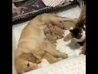 Cute golden retrievers and cat comforts newborn