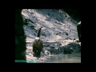 Bbc «живая планета портрет земли (09) побережья» (документальный, 1984)