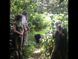 Cristin milioti observes chimp