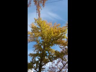 Vid 20201009 112900 mp4