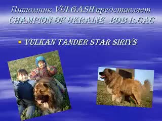Питомник каазских овчарок "vulgash"