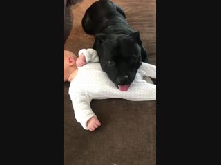 Dogo will not leave his friend even for a second