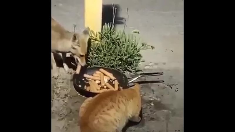 Жадность фраера сгубила