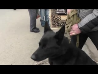 Мощная охрана! щенки черной немецкой security puppies black german shepherd одесса