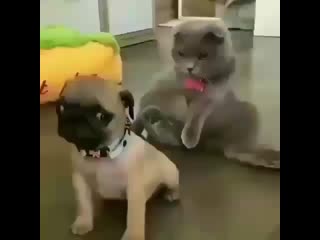 ⠀отмечай друзей call me hand bestvideo ptencoff video russia videoinsta камедиву ( 480 x 480 ) mp4