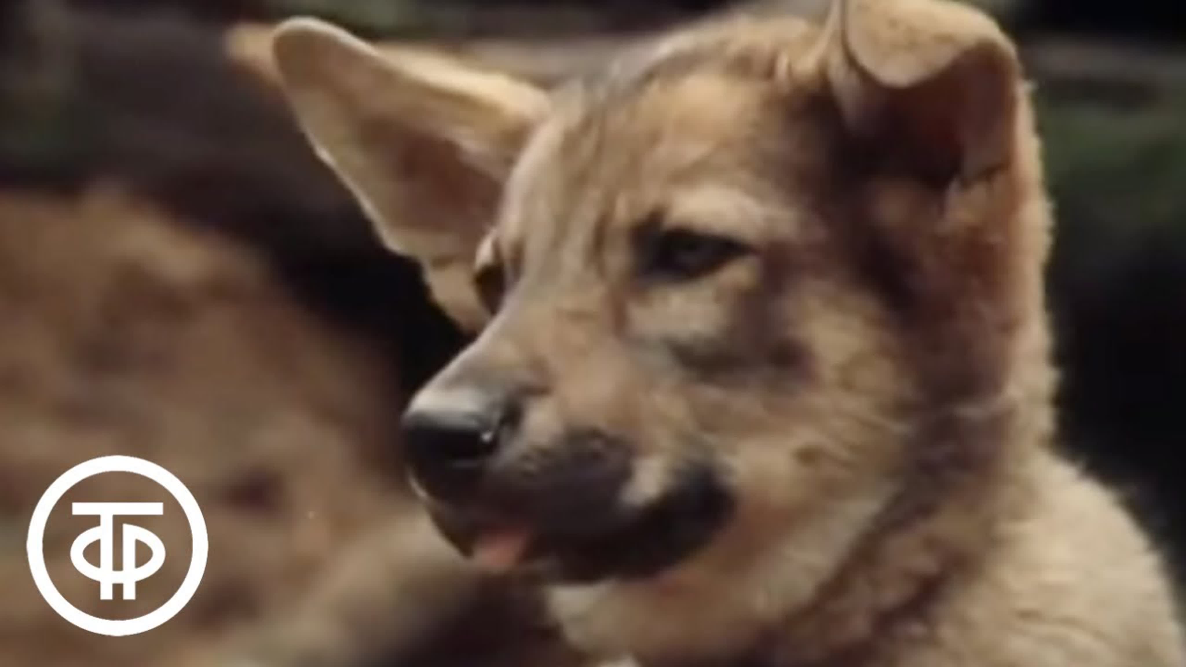 Бродяги севера. Собаки на севере. Бродяги севера 1983. Бродяги севера 1983. Гаудиньш айвенго.