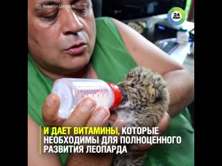 Папа для леопарда