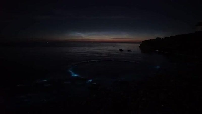 Биолюминесцентный планктон)