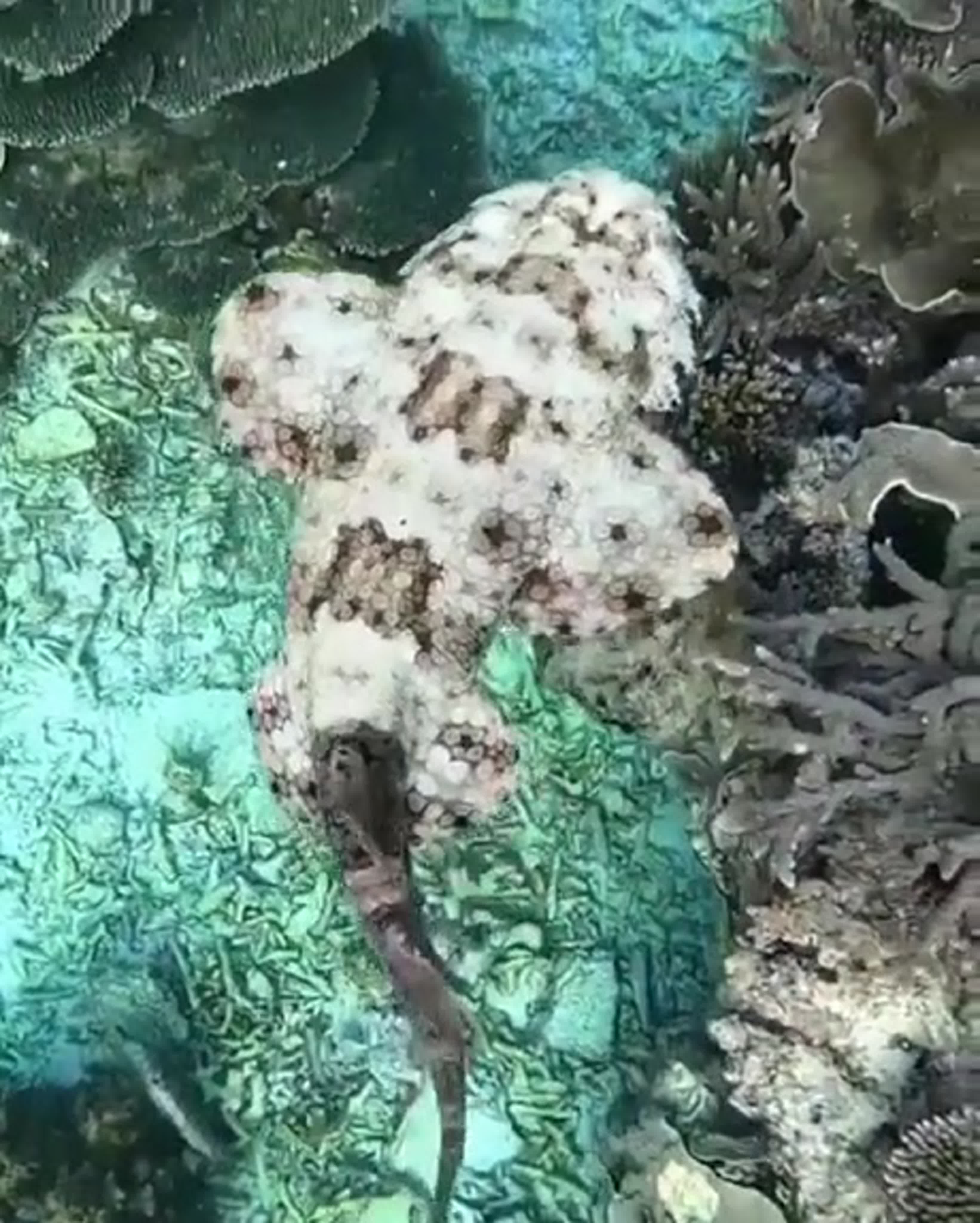 Sunset passions on the ocean floor