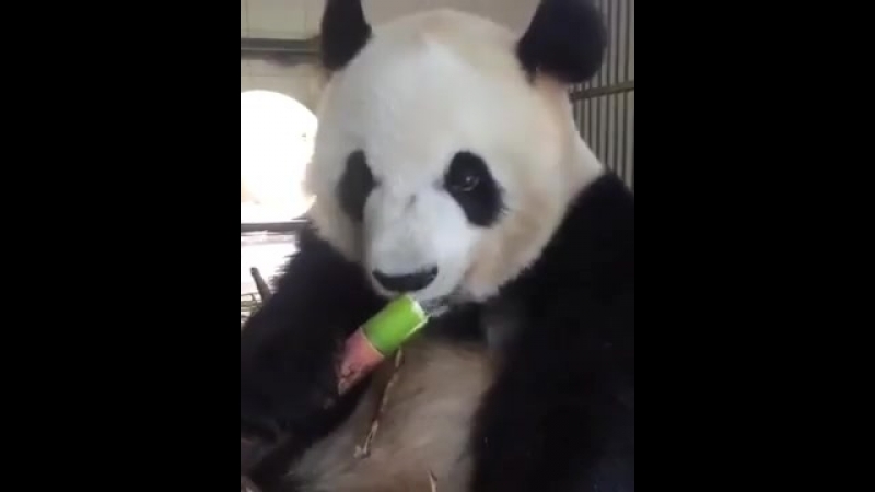 Панда омномном (vhs video)