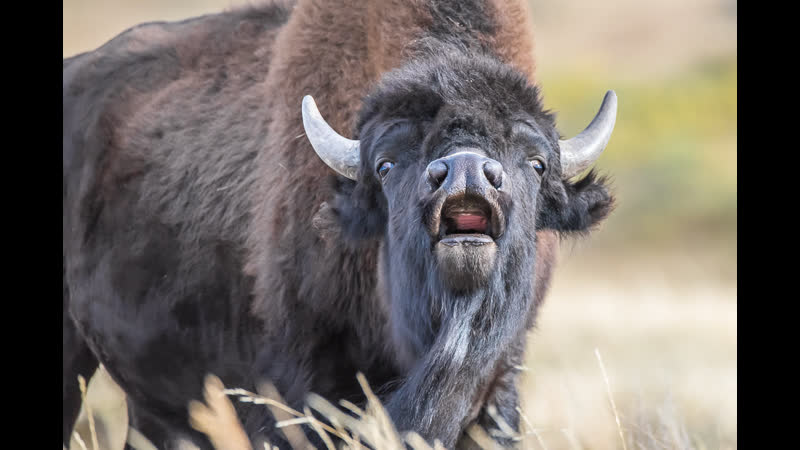В американском парке бизон устроил охоту на туристов