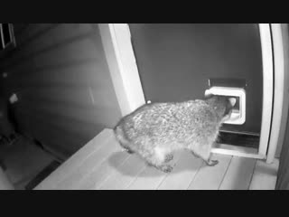 Trash panda finds invading someone’s home isn’t as easy as it thought