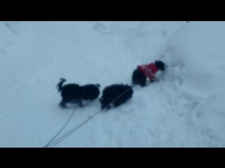 Tsvet hibin kennel 4 03 2017 −5 °c tsezar 18 years old), general peschanyh karyerov 18 years old), yufa fufa 18 years) 🐾🐾💞🐾🐾💝🐾