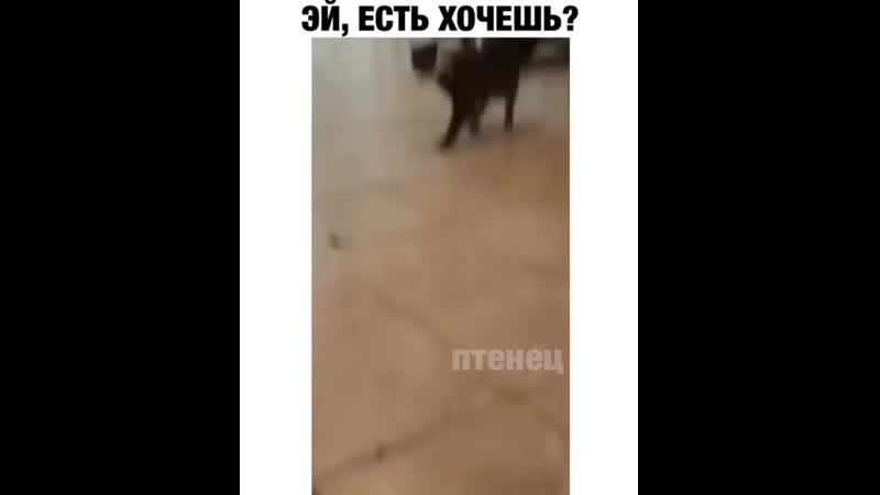 Грация porn video – Грация кошки😂