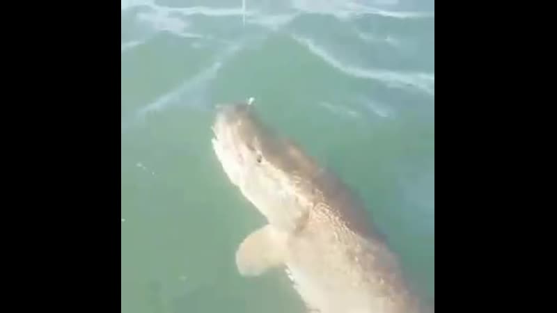 Огромная щука