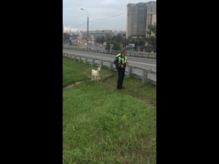 Дпсник идет со своим коллегой козел увидел друга!