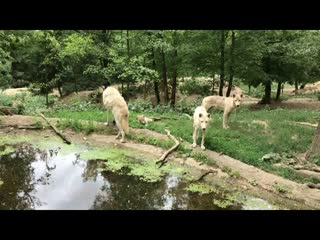 Canis lupus arctos video 01 mp4