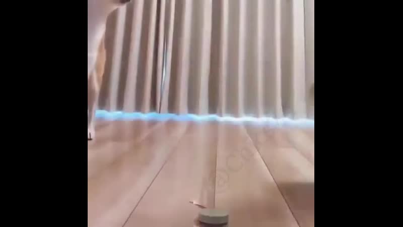 Замеры молодые и кошки
