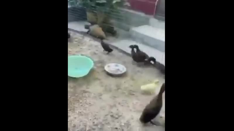 Гадкий утенок