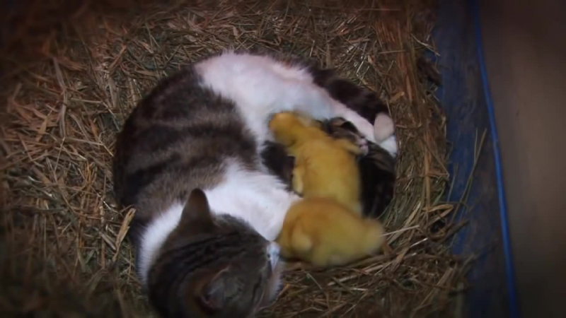 Чужих дітей не буває