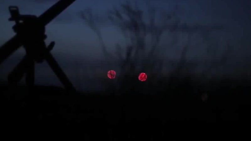 Совёнок фест